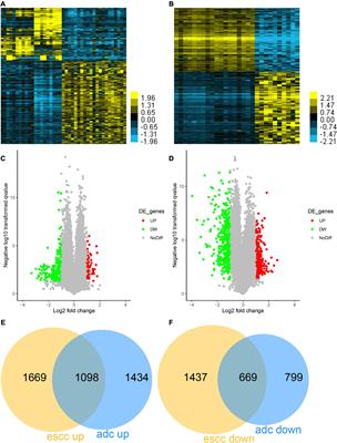 Comprehensive Analysis and Identification of Key Driver Genes for Distinguishing Between Esophageal Adenocarcinoma and Squamous Cell Carcinoma